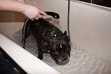 BAIN - BOULEDOGUE FRANCAIS 014